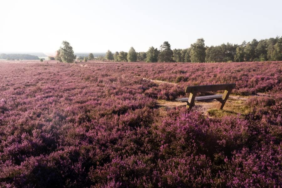 Wietzer Berg zur HeideblüteWietzer Berg during the heather blossomWietzer Berg under lyngens blomstringWietzer Berg tijdens de heidebloesem