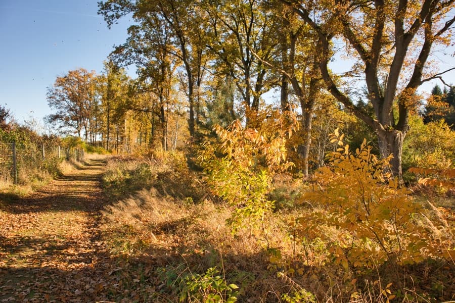 Bunter Herbst zum Wandern Heideschleife MüdenColorful autumn for hiking Heideschleife MüdenFarverig efterårsvandring Heideschleife MüdenKleurrijke herfstwandelingen Heideschleife Müden
