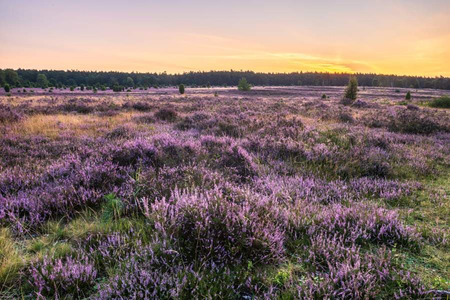 Misselhorner Heide zur Heideblüte Heideschleife RundwanderwegMisselhorn Heath to the heather blossom Heath loop circular hiking trailMisselhorn Heath til Heather Blossom Heath loop cirkulær vandrestiMisselhorn Heath naar de heidebloesem Heath rondwandeling