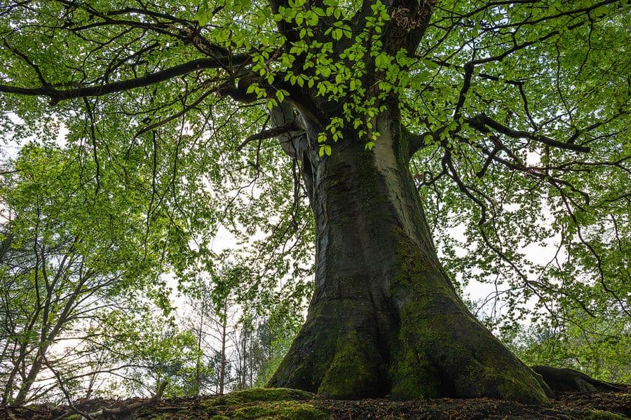 Alte Eiche bei Wildeck Heidschnuckenweg Wandern