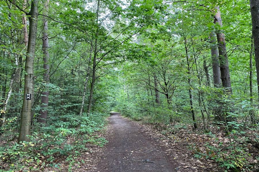 Uriger Weg durch den Wald Heidschnuckenweg Etappe 13