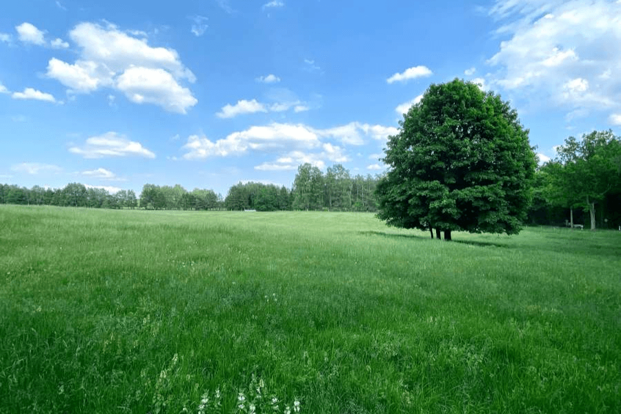 Blick auf die Weide in dem Ferienhaus Heidschnuckenhof in Niederohe